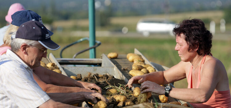 Die Kartoffelsorte Linda kam in Deutschland zu einiger Berühmtheit. Einige Landwirte kämpften für den Erhalt der Sorte und gegen