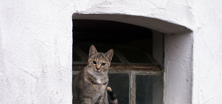 In und um Kirchheim sind in den vergangenen Wochen auffallend viele Katzen verschwunden.Foto: Jean-Luc Jacques