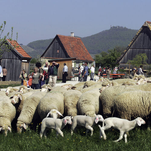 Am kommenden Wochenende dreht sich im Freilichtmuseum Beuren alles rund ums Schaf. Archiv-Foto: Jean-Luc Jacques