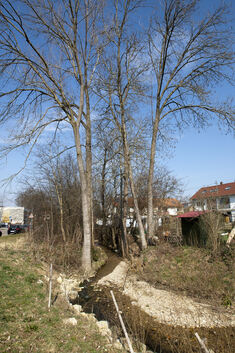 Baumfällungen sorgen in Kirchheim für Diskussionen. Wie hier am Jauchertbach sind viele markiert - mit ungewissem Ende.Foto: Jea
