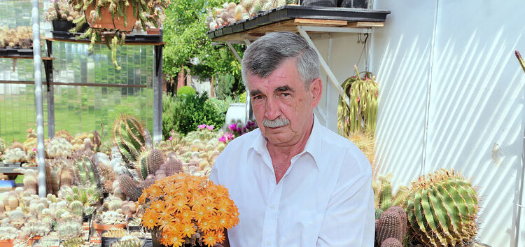 In 34 Jahren hat Heinz Barz vier Gewächshäuser gebaut. Was aussieht wie ein Blumenstrauß ist ein Kaktus der Art Rebutia heliosa.