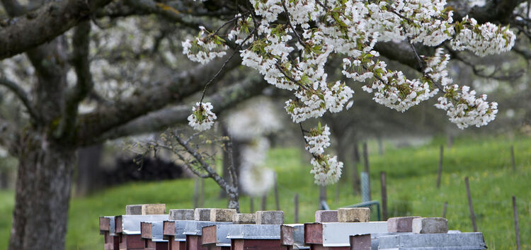 Kirschblüte- Streuobst - Frühling-  blühende BäumeObstbaumblüte mit Bienenstock