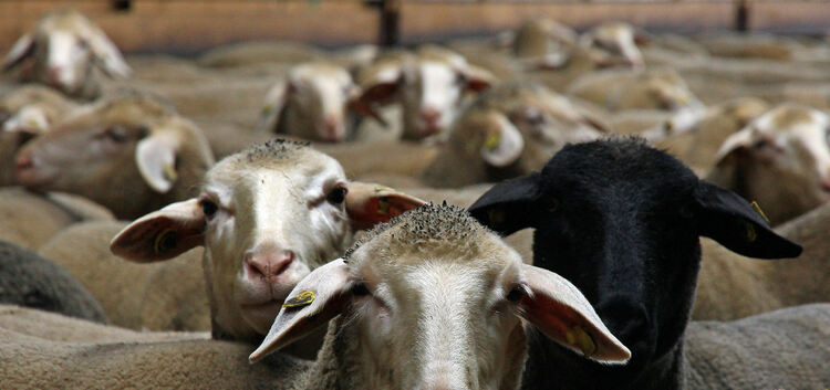 Schafe gelten als Wirte des Q-Fieber-Bakteriums. Foto: Dieter Ruoff