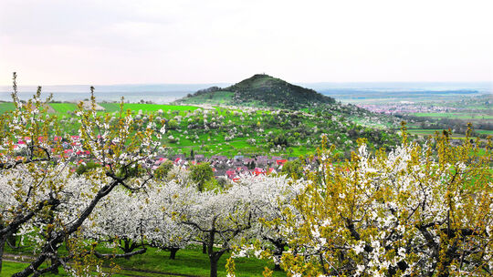 Per Rikscha durchs Kirschblütenmeer