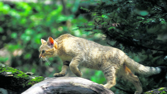 Wildkatze sorgt im Wald für WirbelInfo