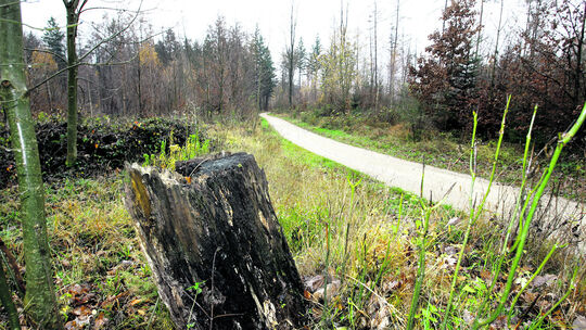 „Unser Wald ist einfach einmalig“ „Unser Wald ist einfach einmalig“