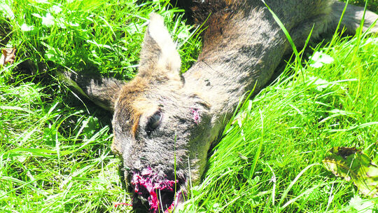 Vierbeinige Wilderer töten Rehmütter