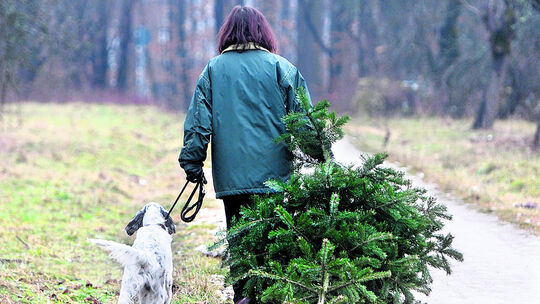 Sammelplätze für Christbäume