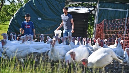 Benjamin Gökeler und seine Familie ziehen auf einer Wiese in Oberlenningen knapp 200 Puten groß. Benjamin Gökeler und seine Familie ziehen auf einer Wiese in Oberlenningen knapp 200 Puten groß.