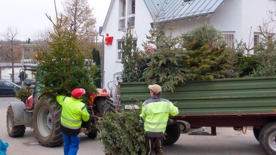 In vielen Orten werden die Christbäume abgeholt, ansonsten können sie einfach an den Sammelstellen abgelegt werden. Foto: pr