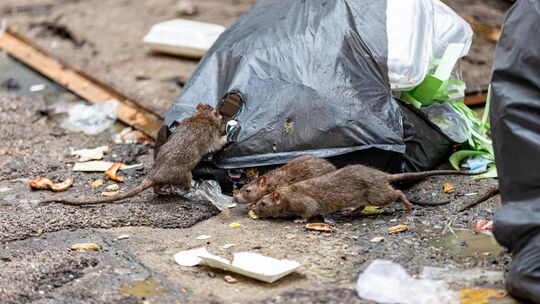 Müll zieht unbeliebte Gäste an. Wer Ratten in seinem Umfeld fernhalten will, sollte nichts Essbares rund ums Haus liegen haben.