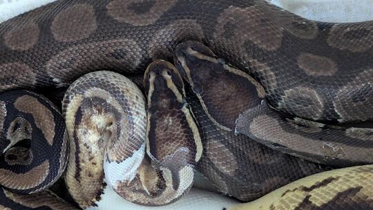 Die vier männlichen Jungtiere sind am Freitagmorgen in einem Gebüsch in der Bohnau gefunden worden. Foto: pr Die vier männlichen Jungtiere sind am Freitagmorgen in einem Gebüsch in der Bohnau gefunden worden. Foto: pr