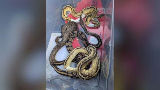 Diese vier unterernährten und unterkühlten Würgeschlangen wurden in einem Gebüsch in der Kirchheimer Bohnau entdeckt. Foto: pr