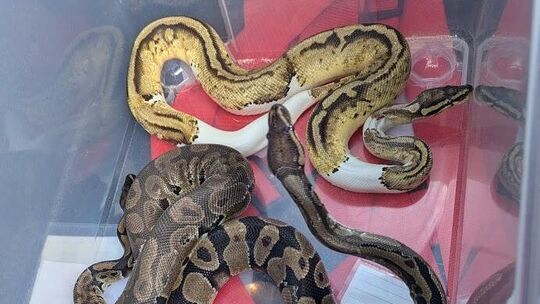 Diese vier unterernährten und unterkühlten Würgeschlangen wurden in einem Gebüsch in der Kirchheimer Bohnau entdeckt. Foto: pr Diese vier unterernährten und unterkühlten Würgeschlangen wurden in einem Gebüsch in der Kirchheimer Bohnau entdeckt. Foto: pr