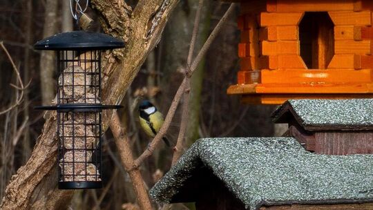 Kaum ist das Futter da, sind die Vögel zur Stelle. Foto: Jule Störk