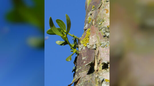 Misteln wachsen hauptsächlich auf Obstbäumen. Archiv-Foto: Daniela Haußmann