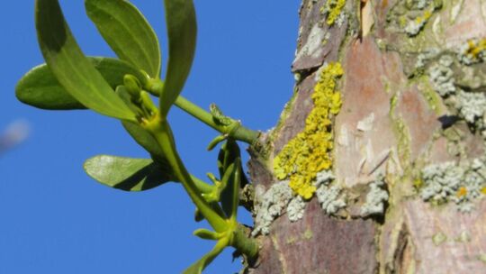 Misteln wachsen hauptsächlich auf Obstbäumen. Archiv-Foto: Daniela Haußmann