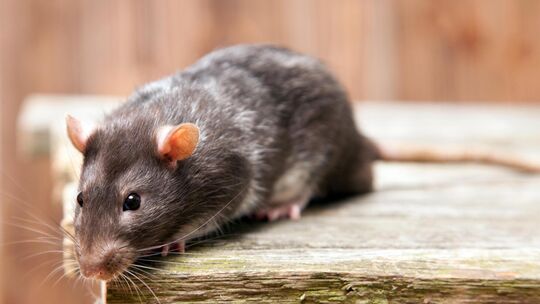 Auf einem Grundstück in Erkenbrechtsweiler tummeln sich Ratten. Symbolbild: stock.adobe.com