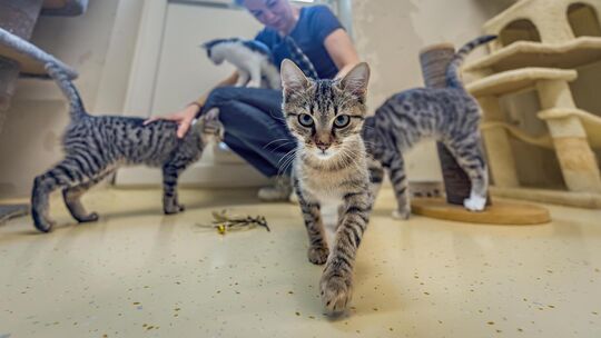 Dettingen verlängert den Fundtiervertrag. Foto: Carsten Riedl