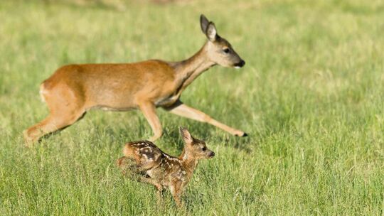 Immer wieder scheuchen Hunde Rehe auf oder verletzten sie sogar. Archivfoto: Rolfes Immer wieder scheuchen Hunde Rehe auf oder verletzten sie sogar. Archivfoto: Rolfes
