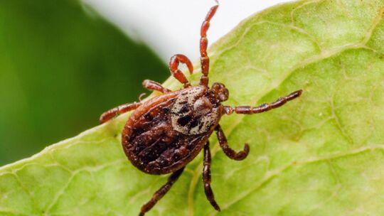 Zecken können Borreliose und FSME übertragen. Foto: stock.adobe.com Zecken können Borreliose und FSME übertragen. Foto: stock.adobe.com