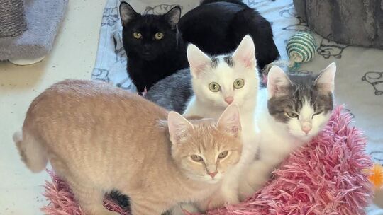 Die meisten Fundtiere, die das Kirchheimer Tierheim betreut, sind Katzen. Foto: pr