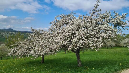Die Teckregion ist für ihre Streuobstwiesen bekannt. Damit die Bäume wie hier in Owen ihre Pracht beibehalten, müssen sie gepfle