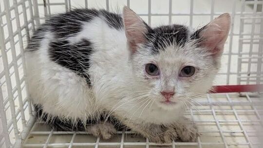 Fundtiere aus Holzmaden kommen ins Kirchheimer Tierheim - in den vergangenen fünf Jahren gab es aber keinen Fall. Foto: pr