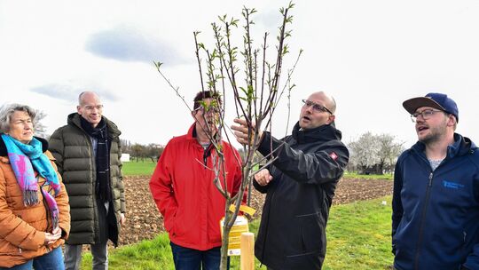 So lasst uns denn ein Mandelbäumchen pflanzen: Landrat Marcel Musolf (Zweiter von rechts), Obst- und Gartenbauberater Jens Häußl