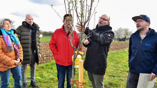 So lasst uns denn ein Mandelbäumchen pflanzen: Landrat Marcel Musolf (Zweiter von rechts), Obst- und Gartenbauberater Jens Häußl