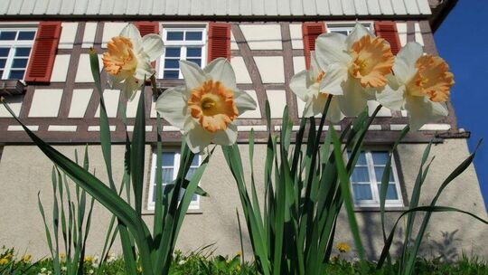 Vor dem Rathaus blüht es auch, diese Blumen dürften aber außer Konkurrenz in den Wettbewerb gehen. Foto: Florian Schepp