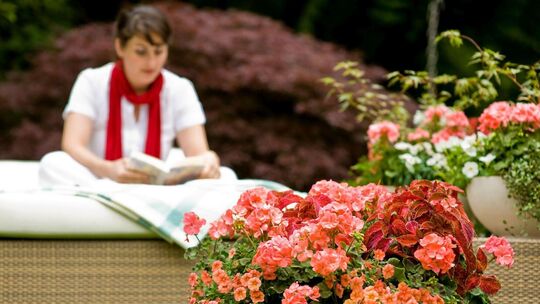 Üppige Bepflanzung in warmen Rottönen: Die Kombination von Dauerblühern wie Pelargonien und Zauberglöckchen mit Blattschmuckpfla