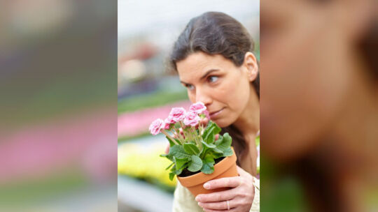 Pflegeleicht und robust: Rosenprimeln begeistern mit großen, dicht gefüllten Blüten. Sie sind eine edle Alternative zur bekannte