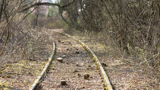 Christian Schürholz und seine Freunde haben ein 155 Meter langes Schienenstück in der Bohnau von Bäumen befreit. Foto: Carsten R