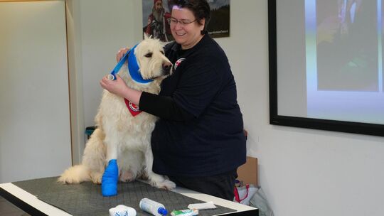 Jutta Ziller zeigt an ihrem Hund Henry, wie ein Verband richtig angelegt wird. Foto: Jule Störk Jutta Ziller zeigt an ihrem Hund Henry, wie ein Verband richtig angelegt wird. Foto: Jule Störk