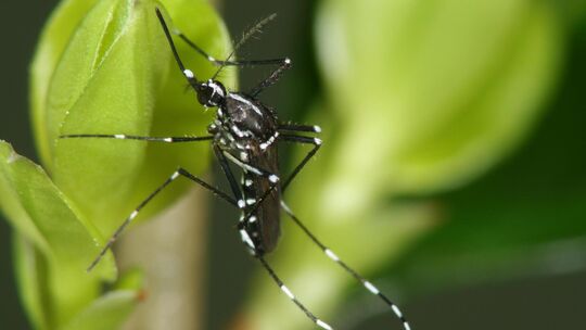 Die Asiatische Tigermücke kommt inzwischen auch im Landkreis Esslingen vor. Da sie Krankheiten wie das Dengue-Fieber, das Chikun Die Asiatische Tigermücke kommt inzwischen auch im Landkreis Esslingen vor. Da sie Krankheiten wie das Dengue-Fieber, das Chikun