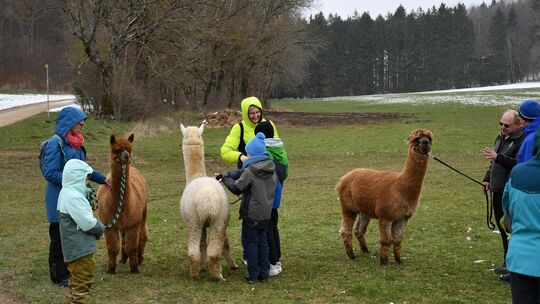 Die erste Alpaka-Wanderung des Schwäbischen Albvereins für Familien mit Kindern fand großen Anklang. Foto: Cornelia Wahl Die erste Alpaka-Wanderung des Schwäbischen Albvereins für Familien mit Kindern fand großen Anklang. Foto: Cornelia Wahl