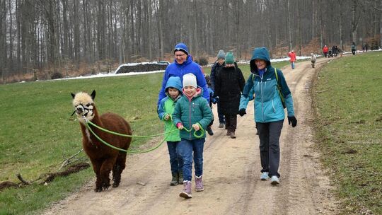 Die erste Alpaka-Wanderung des Schwäbischen Albvereins für Familien mit Kindern fand großen Anklang. Foto: Cornelia Wahl