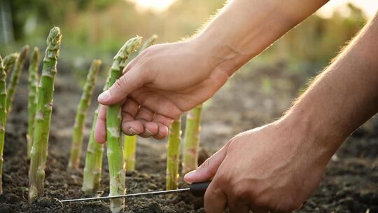 Im Anbaubetrieb von Guido Henzler in Neckarhausen konnte in diesem Jahr am 9. April der erste grüne Spargel geerntet werden. Sy Im Anbaubetrieb von Guido Henzler in Neckarhausen konnte in diesem Jahr am 9. April der erste grüne Spargel geerntet werden. Sy