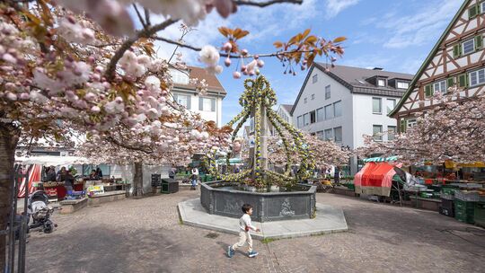 Auf dem Kirchheimer Marktplatz blühen die Kirschbäume. Foto: Carsten Riedl Auf dem Kirchheimer Marktplatz blühen die Kirschbäume. Foto: Carsten Riedl