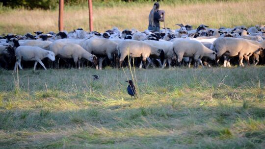 Besser die Herde nicht aus den Augen lassen: Kolkraben stellen eine Gefahr für Lämmer dar.  Foto: Adobe Stock