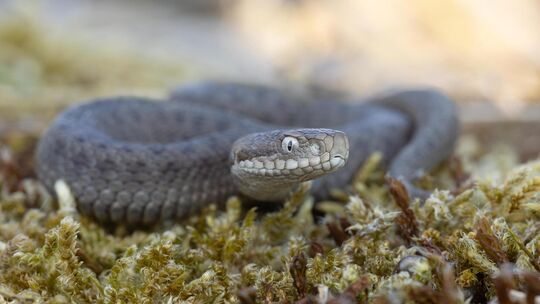 Die junge Kreuzotter (Foto oben) hat Carsten Riedl in Schopfloch fotografiert, als diese ein Bad in der Sonne genossen hat.