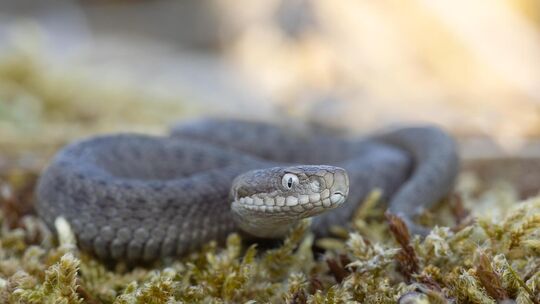 Die junge Kreuzotter (Foto oben) hat Carsten Riedl in Schopfloch fotografiert, als diese ein Bad in der Sonne genossen hat.