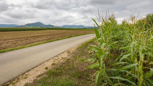 Beschränkt ein Betrieb seinen Maisanbau auf Futtermais für die eigene Viehhaltung? Diese Frage steht unter anderem im Bewerbungs