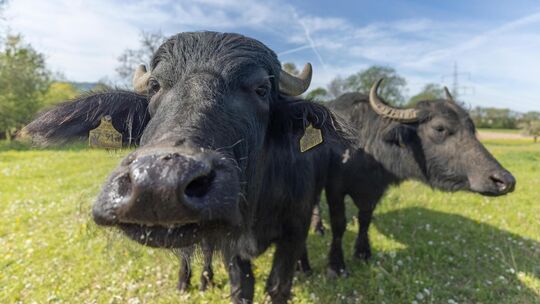 Nach einigen Monaten im Stall sind die Wasserbüffel auf die Weide zwischen Ohmden und Jesingen zurückgekehrt. Fotos: Carsten Rie