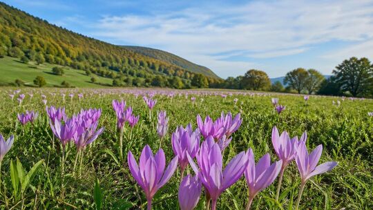 Tückische Schönheit: In der Herbstzeitlose steckt das Zellgift Colchicin, das für Mensch und Tier tödlich sein kann. Foto: KI-ge