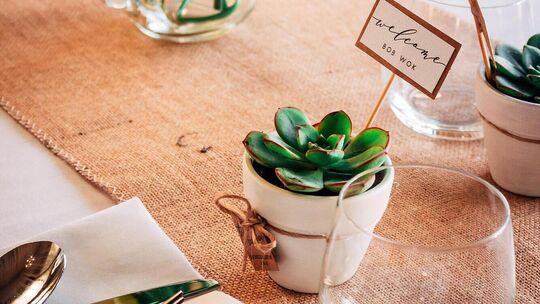 Kleine Sukkulenten sind gerngesehene Gastgeschenke und erinnern immer an die schöne Hochzeit. Foto: Pexels