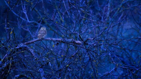 In den Abendstunden im Januar ist es dem Hobbyfotografen Christian Schöttner gelungen, einen Steinkauz in Dettingen abzulichten. In den Abendstunden im Januar ist es dem Hobbyfotografen Christian Schöttner gelungen, einen Steinkauz in Dettingen abzulichten.