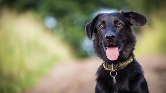 Da nutzt kein treuer Blick: Hundebesitzer müssen ihre Vierbeiner ordnungsgemäß an ihrem Wohnort versteuern. Symbolfoto: stock.ad Da nutzt kein treuer Blick: Hundebesitzer müssen ihre Vierbeiner ordnungsgemäß an ihrem Wohnort versteuern. Symbolfoto: stock.ad