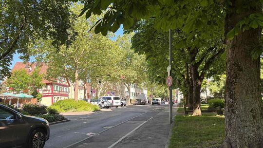 Bäume säumen die Kirchheimer Alleenstraße. Foto: Thomas Zapp Bäume säumen die Kirchheimer Alleenstraße. Foto: Thomas Zapp